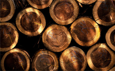 ディノス | 日田杉プロジェクト