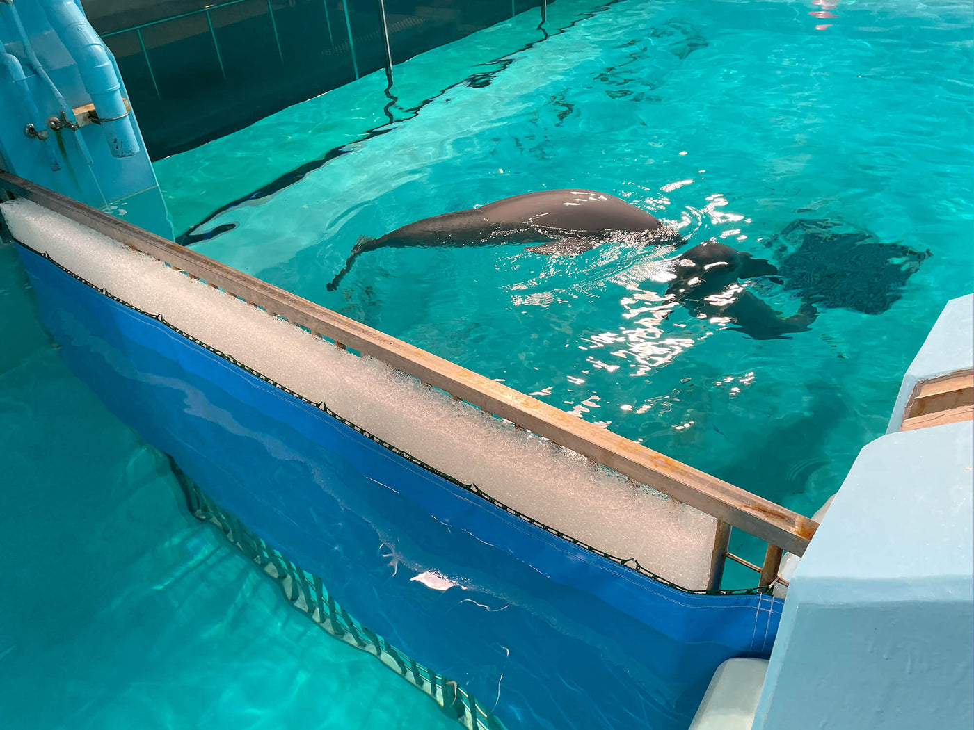 イルカ防護クッションとペンギン足場クッションを納品