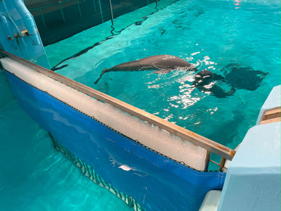 イルカ防護クッションとペンギン足場クッションを納品